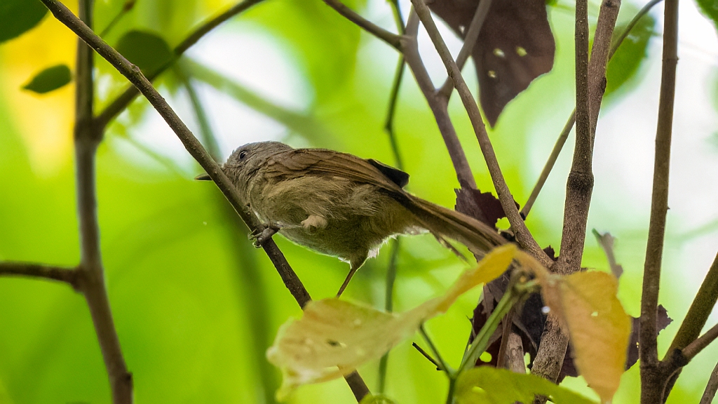 Brown-cheeked Fulvetta